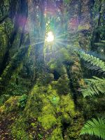 Die Sonne scheint durch den Bergregenwald, Fox Gletscher