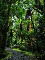 Glühwürmchenweg, Fox Gletscher