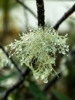 Es hat gestern geregnet und im Wald glänzt alles