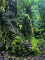 Elfenhausen - Glühwürmchenwald in Fox Glacier