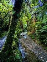 Arider Bergurwald in Fox Glacier