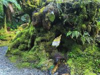 Hier wohnen die Trolle, Waldweg in Fox Glacier
