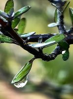 Wassertropfen als Erinnerung an den gestrigen Regen