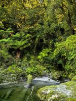 Mystischer Urwald am Haast River