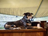 Bordercollie wartet auf seinen Einsatz