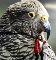 Riesiger Kea und Reisebegleiterin Simone