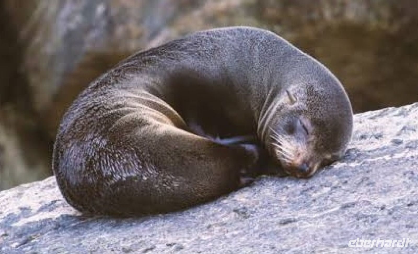 Seehund im Milford Sound