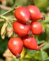 Hagebutten, früher die einzigen Vitamine in der Steppe in Otago