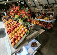 Vor dem Lindis Pa0 wird viel Steinobst angebaut und wir probieren rege