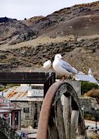 Möwen in Cromwell warten auf Brotreste oder Pommes Frites