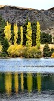 Herbstfärbung am Lake Dunstan 