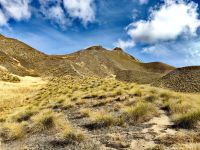 Tussock Gras prägt die Landschaft in Canterbury