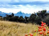 Malerische Landschaft am Fuße des Mount Cook mit Hagebutten im Vordergrund