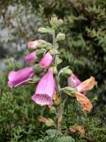 Fingerhut im Mount Cook Nationalpark