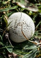 Bowist im Mount Cook Nationalpark