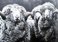 Merionoschafe in Neuseeland mit ihren charakteristischen Hörnern