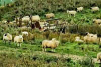 Die Milchviehhaltung wächst mehr und mehr