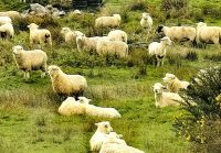 Schafherde bei Asburton