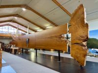 Längsschnitt eines Kauri- Baums