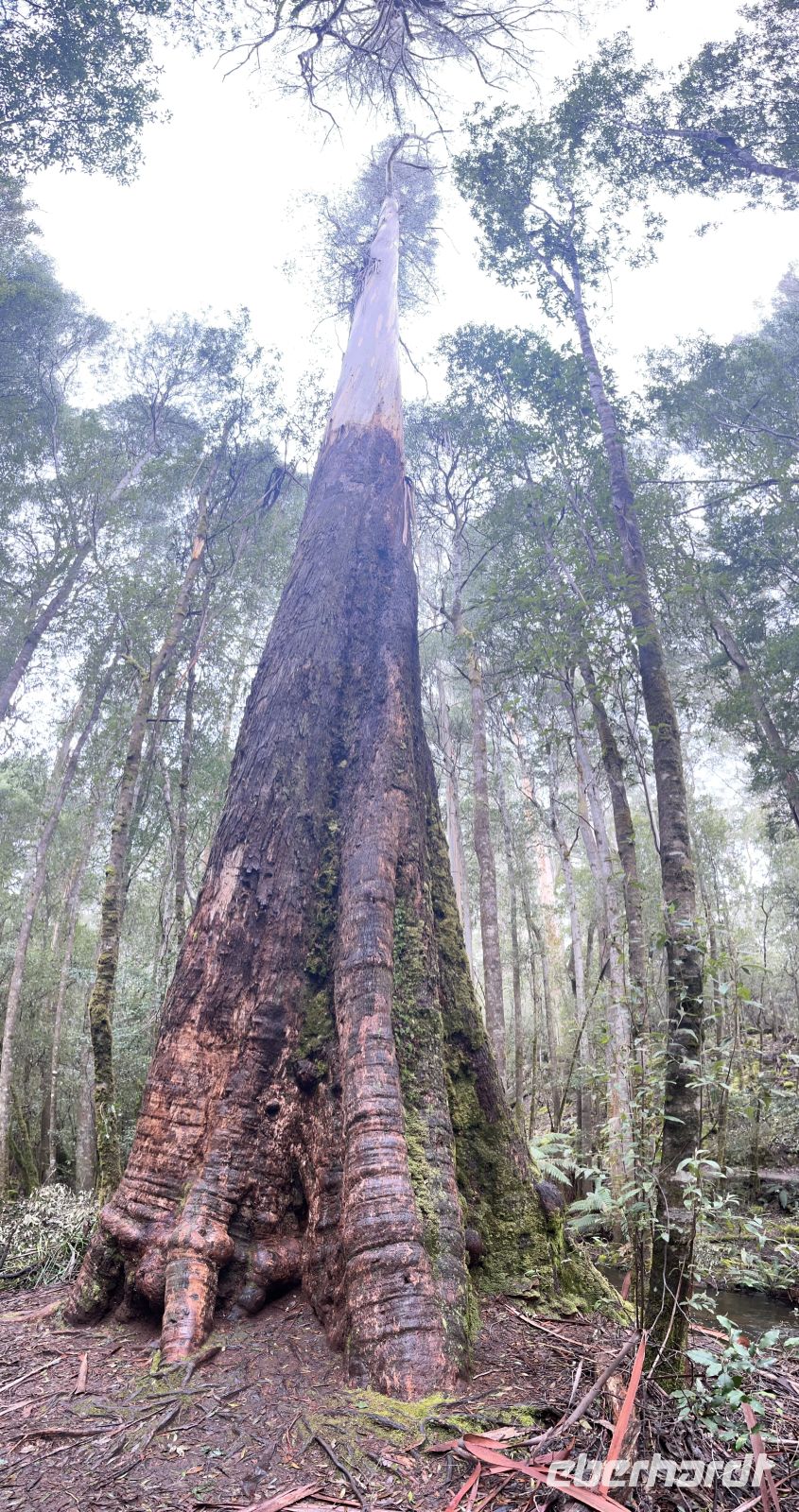 Mount Field National Park