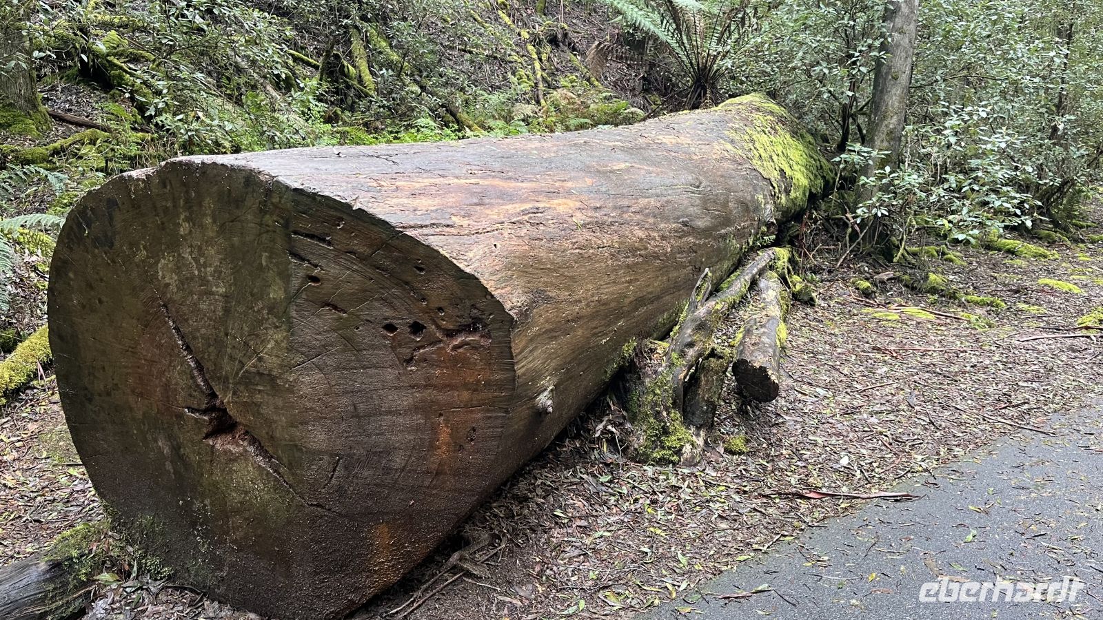 Mount Field National Park