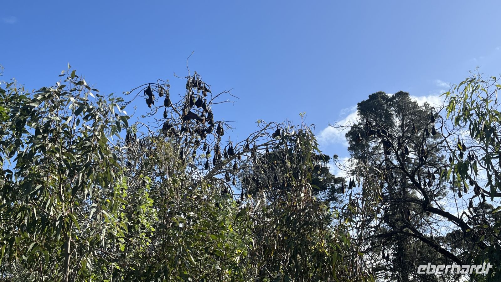 Flughunde im Botanischen Garten Adelaide