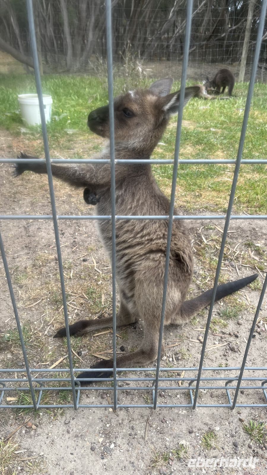 Baby Känguru (Joey)