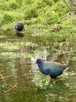 Takahé - vom Aussterben bedroht!