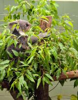 Kurandas Tierwelt (5)