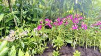 Orchideengarten, Singapur  &ndash; &copy; Mareike Schmidt (Eberhardt TRAVEL)
