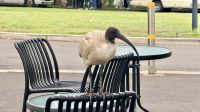 Ibis, Sydney  &ndash; &copy; Mareike Schmidt (Eberhardt TRAVEL)