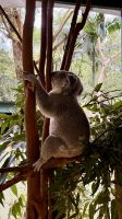 Koala, Featherdale Wildlife Park &ndash; &copy; Mareike Schmidt (Eberhardt TRAVEL)
