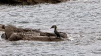 Kormoran beim Frühstücken, Eden &ndash; &copy; Mareike Schmidt (Eberhardt TRAVEL)