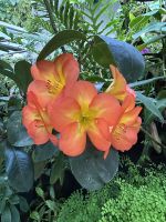 Cloudforest Singapur &ndash; &copy; Anne Fohlert (Eberhardt TRAVEL)