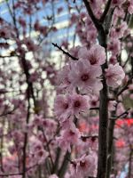FlowerDome Singapur &ndash; &copy; Anne Fohlert (Eberhardt TRAVEL)