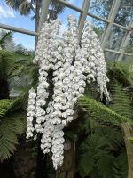 Botanischer Garten Singapur &ndash; &copy; Anne Fohlert (Eberhardt TRAVEL)