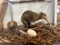 Kauri Museum &ndash; &copy; Anne Fohlert (Eberhardt TRAVEL)