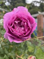 Wellington Rosengarten &ndash; &copy; Anne Fohlert (Eberhardt TRAVEL)