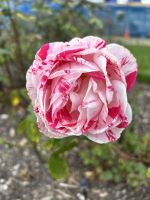 Wellington Rosengarten &ndash; &copy; Anne Fohlert (Eberhardt TRAVEL)