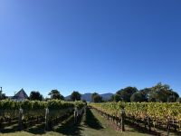Fahrradtour durch die Weinberge &ndash; &copy; Anne Fohlert (Eberhardt TRAVEL)