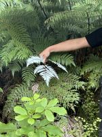 Abel Tasman Nationalpark Silberfarn &ndash; &copy; Anne Fohlert (Eberhardt TRAVEL)