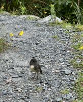 Wanderung Okarito Trig Walk &ndash; &copy; Anne Fohlert (Eberhardt TRAVEL)