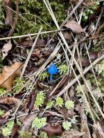 Wanderung Okarito Trig Walk &ndash; &copy; Anne Fohlert (Eberhardt TRAVEL)