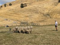 267. Akaroa