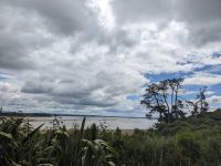 332. Maori Tauranga