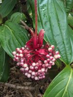 42. Botanischer Garten Cairns