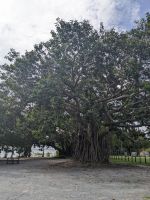 71. Port Douglas