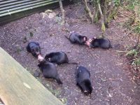 8. Reisetag – Tasmanien – Devils@Cradle – Tasmanische Teufel bei der Raubtierfütterung