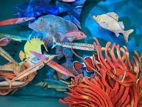 Aquarium, Napier