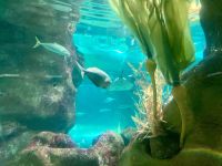 Aquarium, Napier